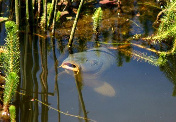 Nice Carp :) - 185articolelocalizarecrap.jpg
